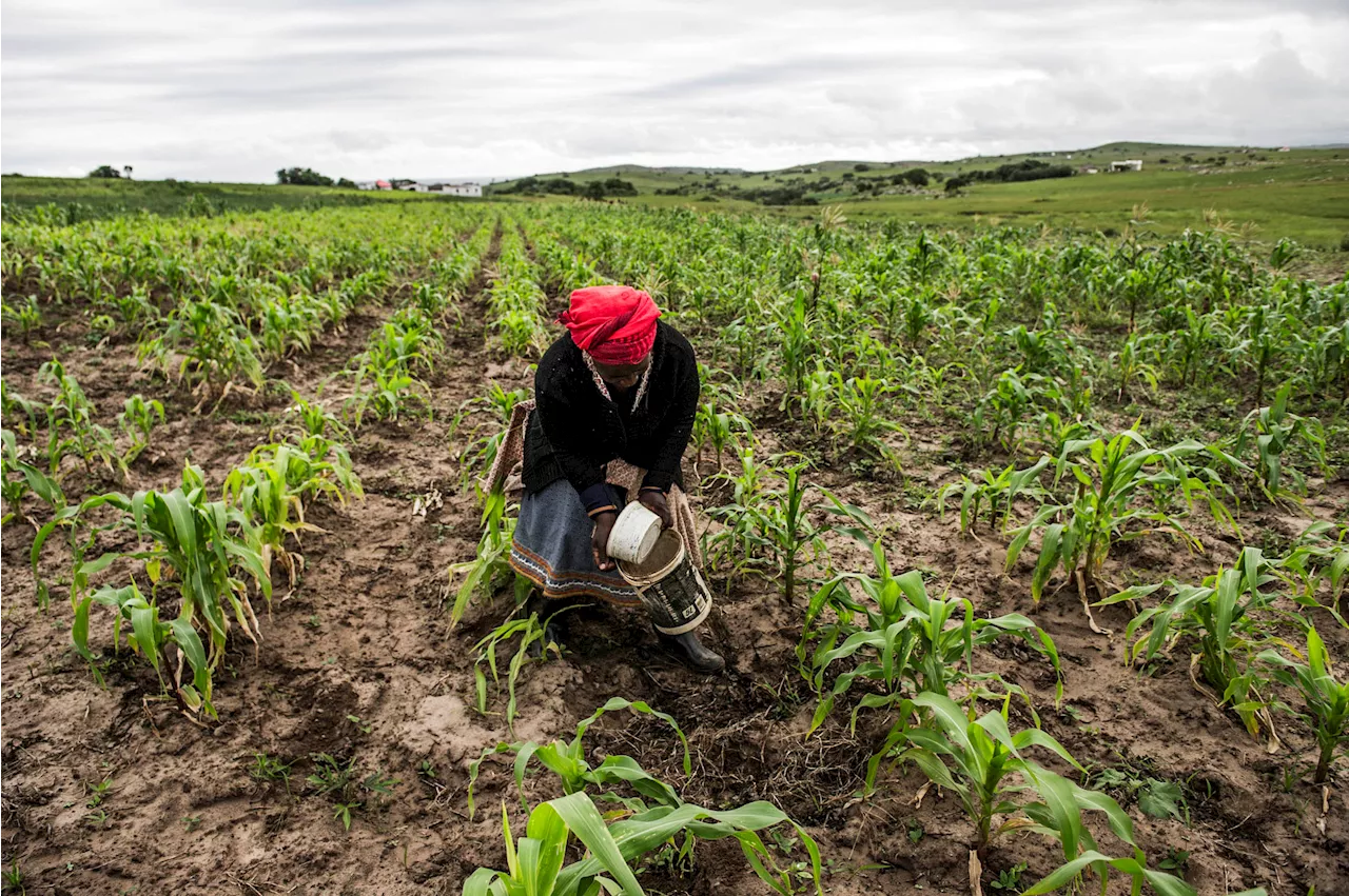 Bringing black farmers into commercial agriculture in South Africa