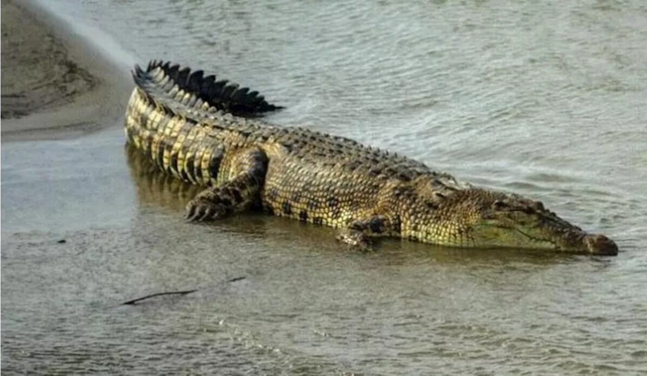 Buaya Lepas di Pulau Bulan, Warga dan Nelayan Batam Resah