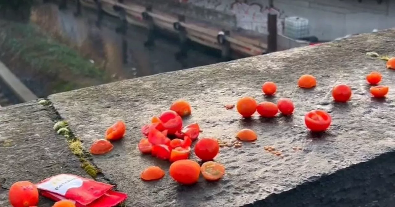 People stumped after all sorts of tomatoes left on bridge in bizarre trend