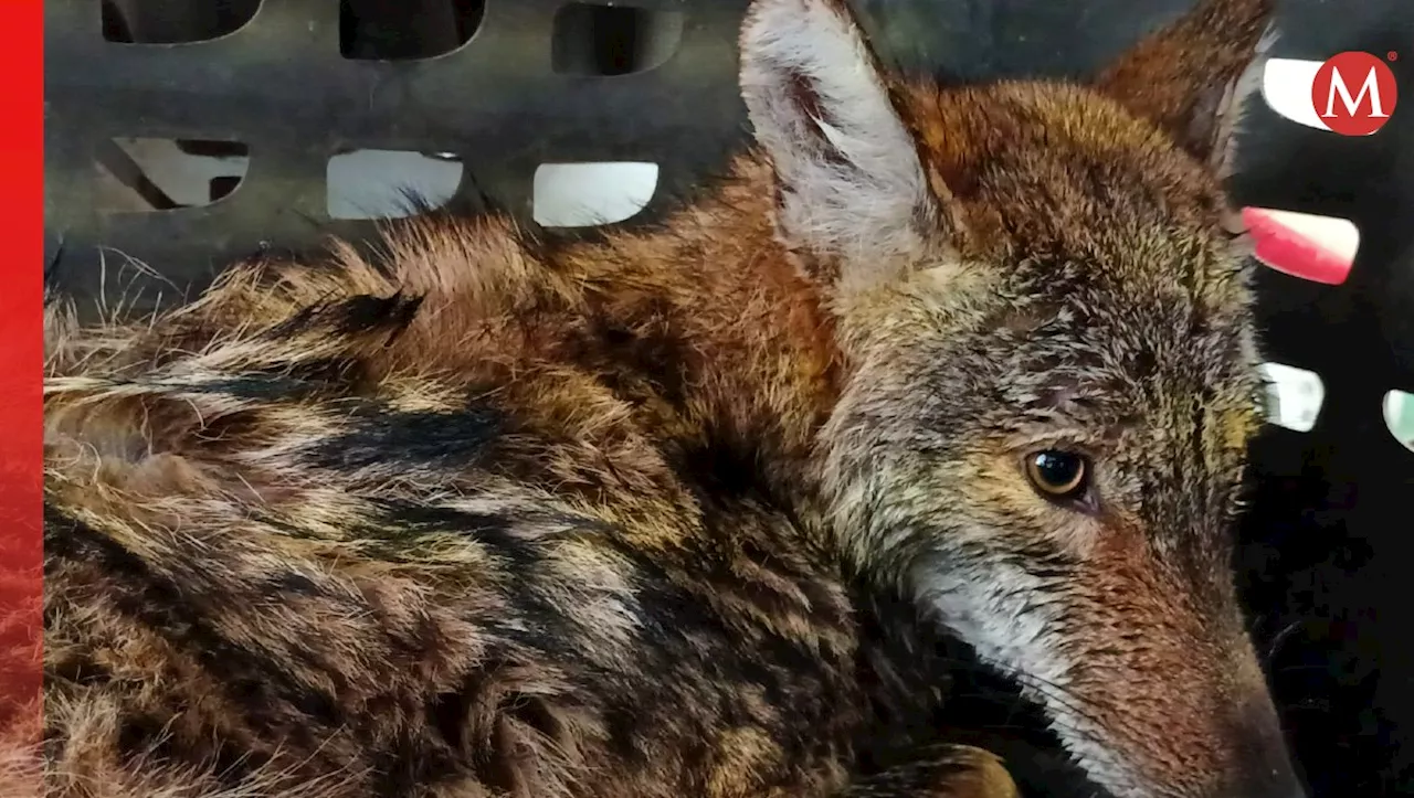 Bomberos RESCATAN a un COYOTE en el Canal de la Cortadura en Tampico