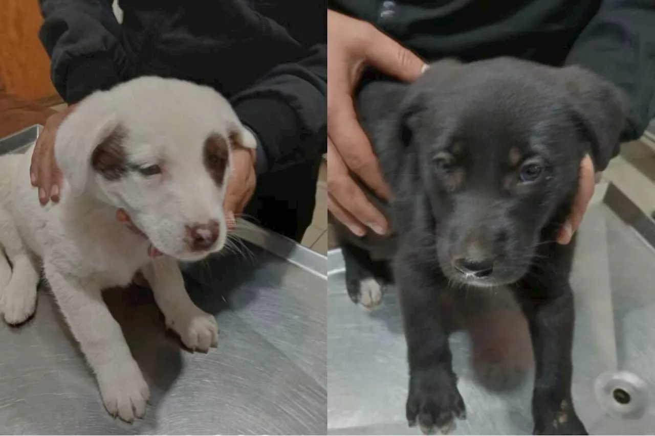 Rescatan a dos cachorros que cayeron a canal de aguas residuales en Álvaro Obregón