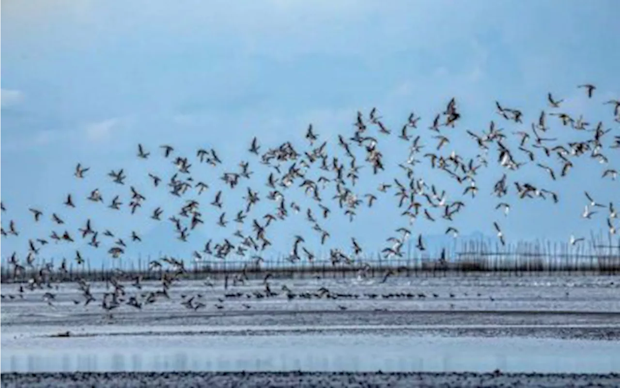 Migratory Black-Headed Gulls Found in Cadiz City, Negros Occidental