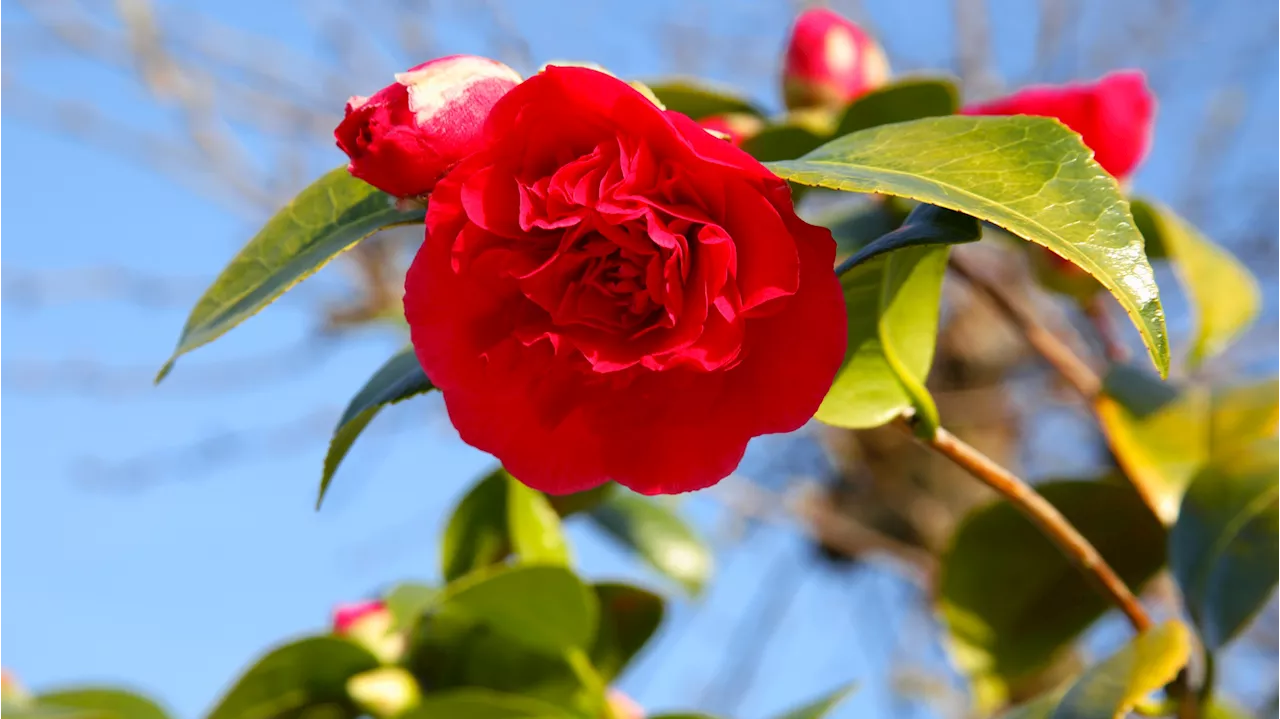 Southern California Gardens Recover From Wildfire Threats