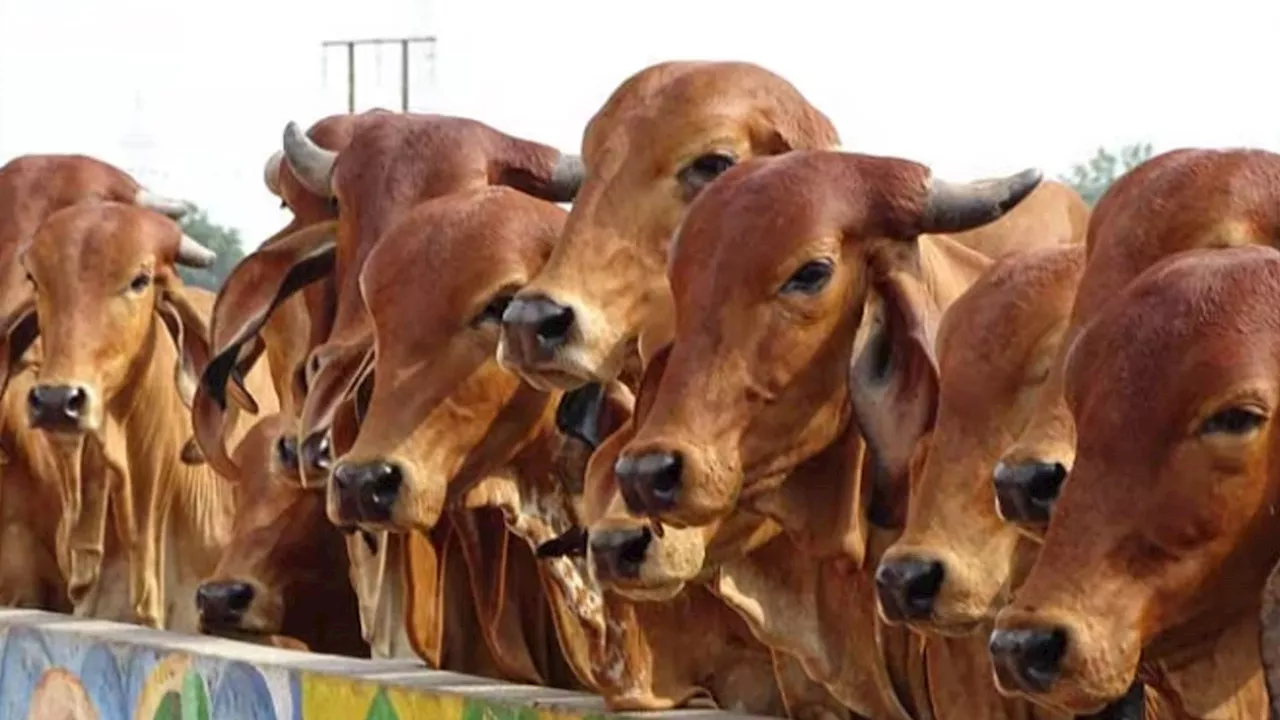 बेंगलुरु में शर्मनाक हरकत, तीन गायों के काटे थन, आरोप गिरफ्तार; जानें पूरा मामला