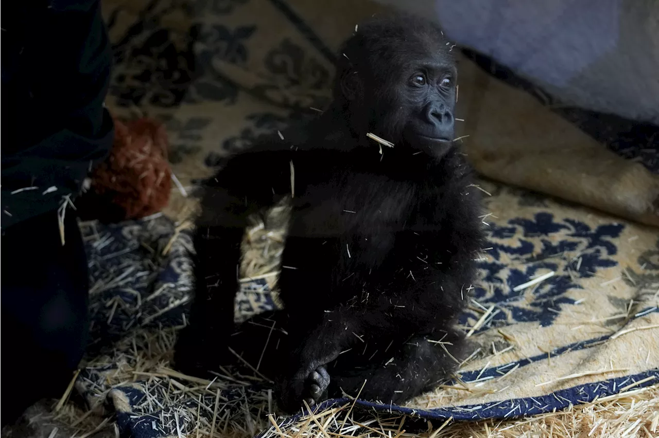 Baby Gorilla Rescued from Plane Cargo is Recovering in Istanbul Zoo