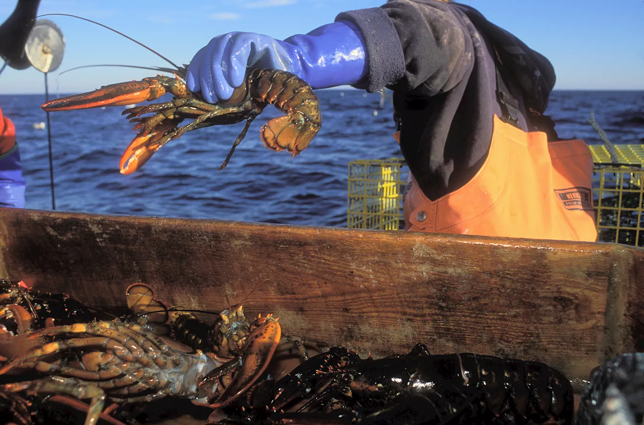 Plan for stricter lobster fishing rules scrapped amid strong opposition from lobstermen