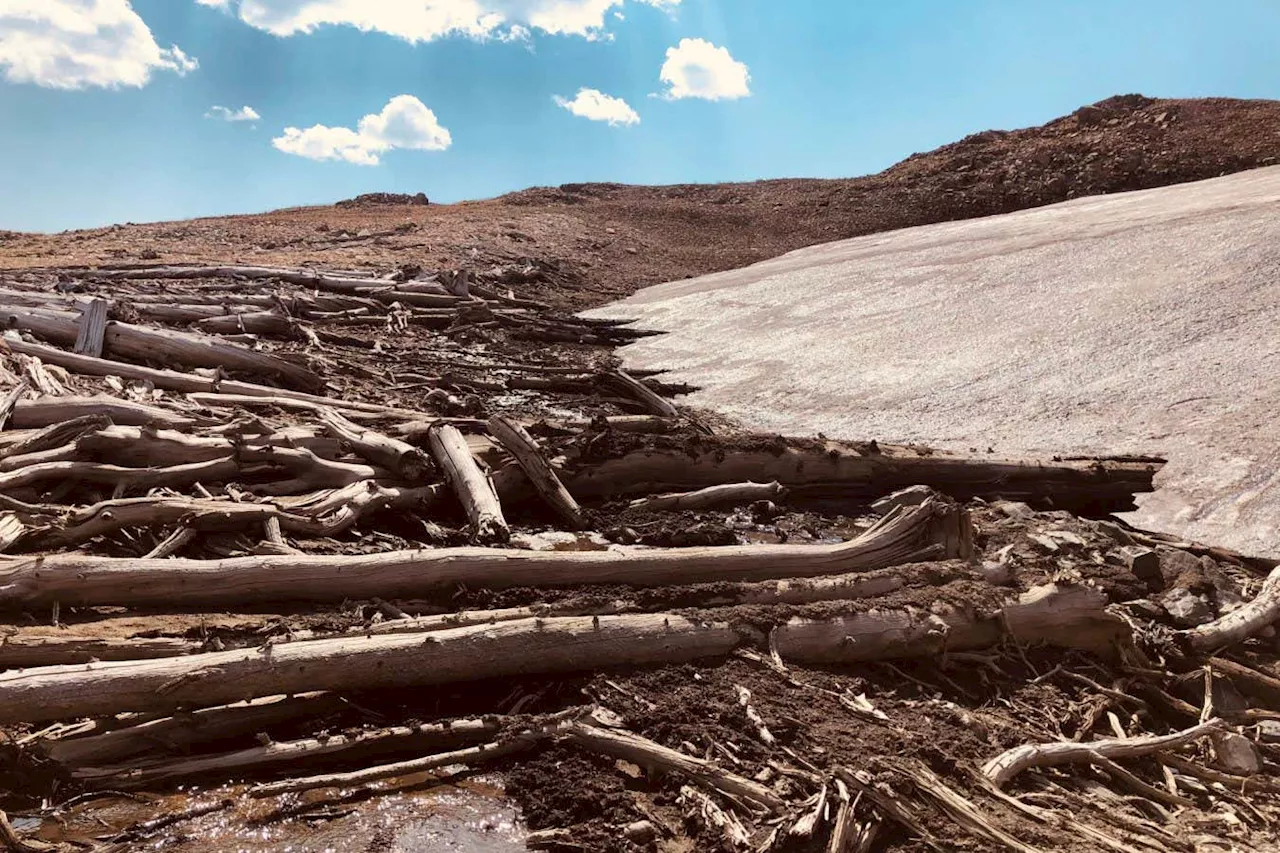 Ancient Forest Unearthed in Rocky Mountain Ice Melt