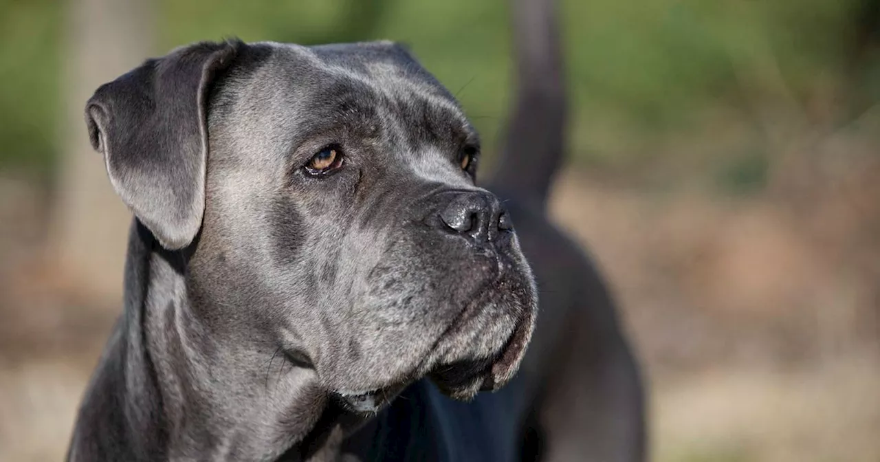 50kg dog breed labelled new 'status dog' after XL bully ban