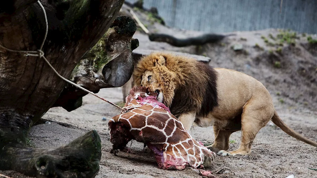 Für den Artenschutz: Warum in Zoos Tiere getötet und verfüttert werden