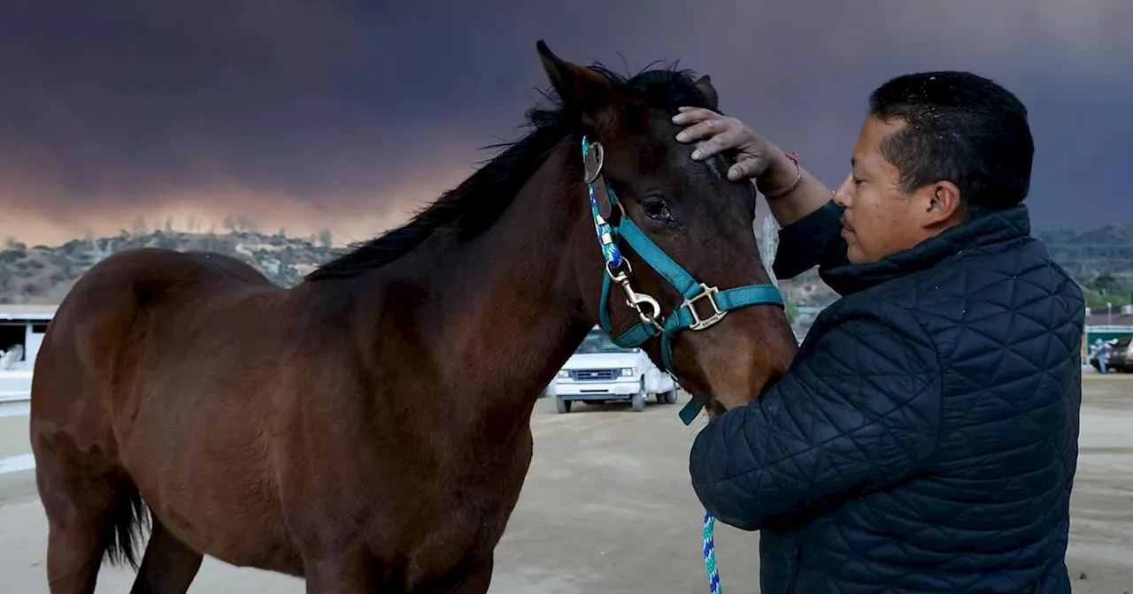 Photographer Documents Horse Rescue Amidst Los Angeles Wildfires