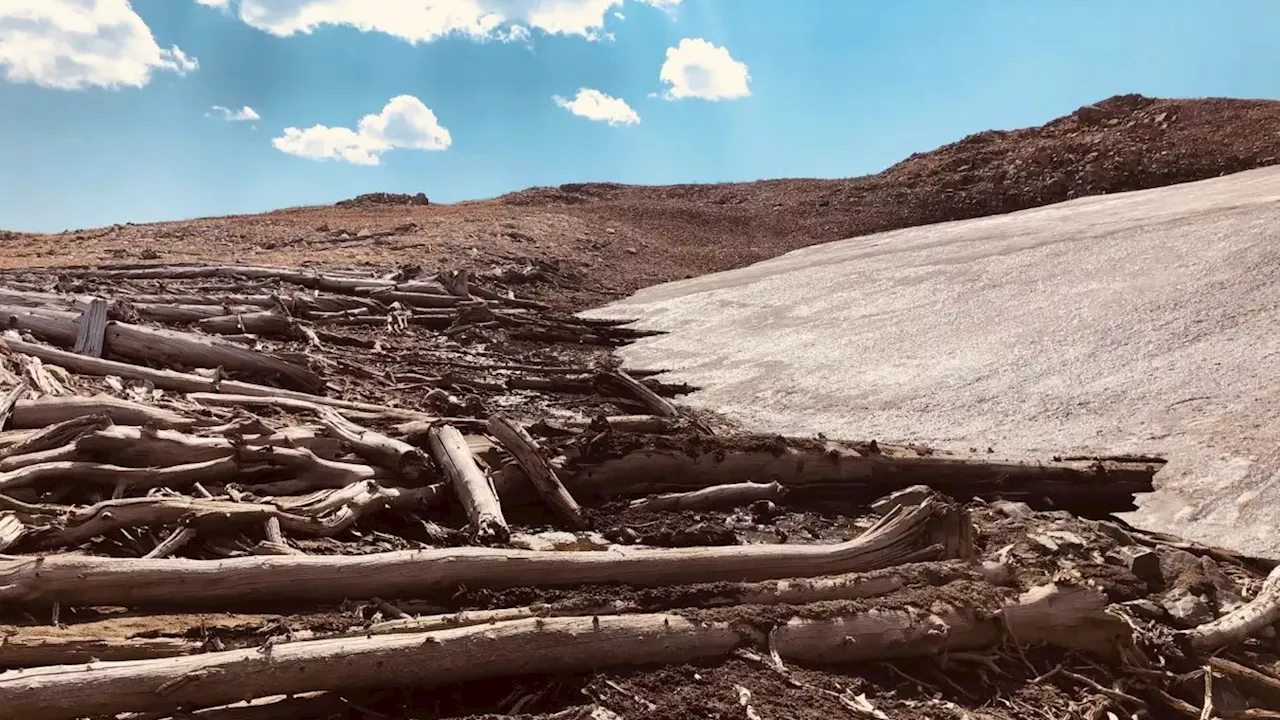 Ancient Forest Emerges in Montana as Climate Change Reshapes Ecosystems