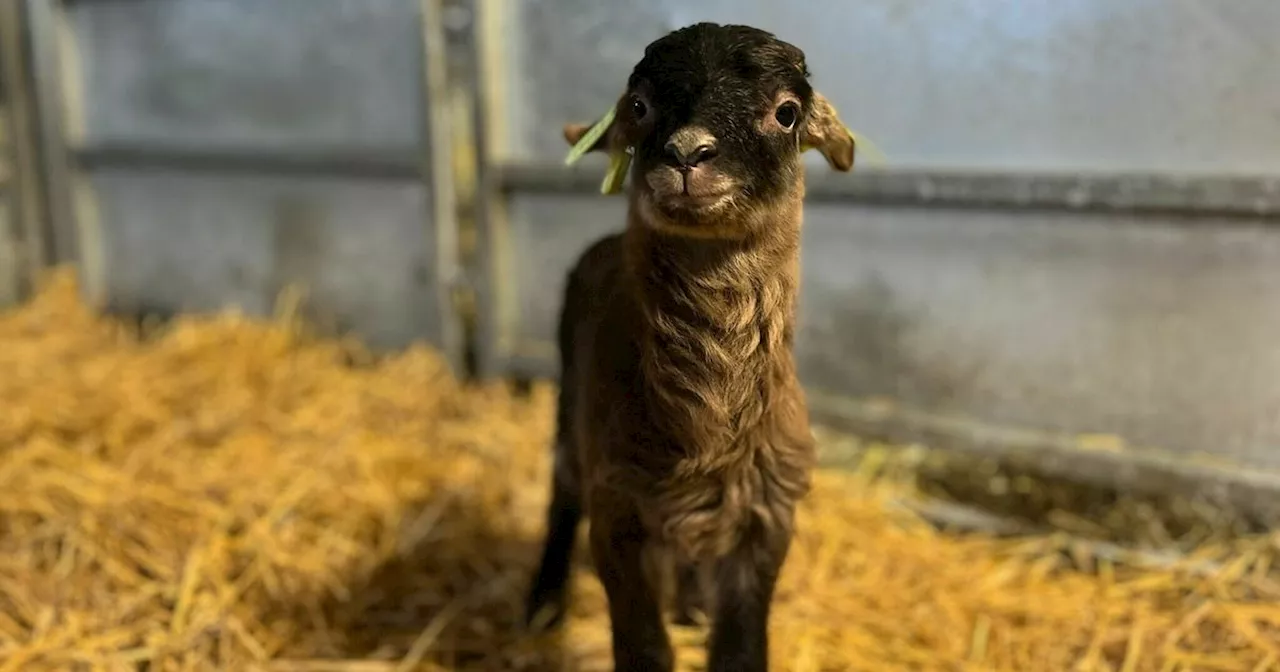 Eerste lammetje geboren bij schaapskooi in Exloo: 'Stilte voor de storm'