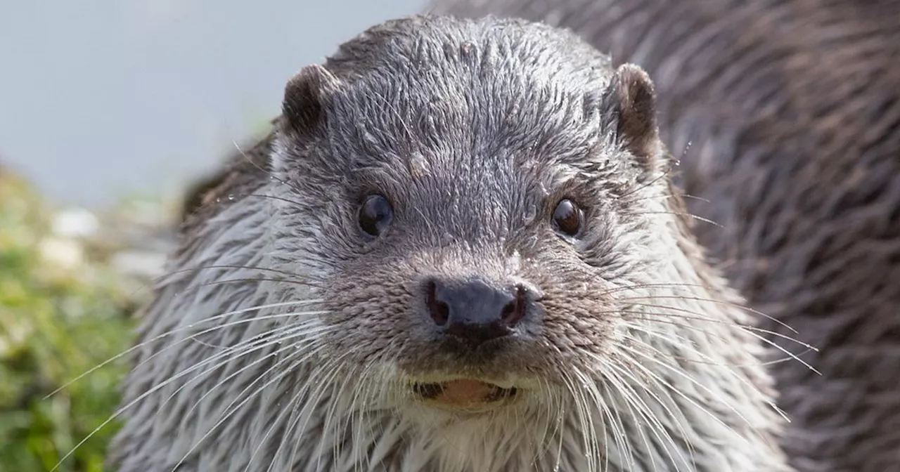 Otterfamilie markeert hun territorium aan de Hunze