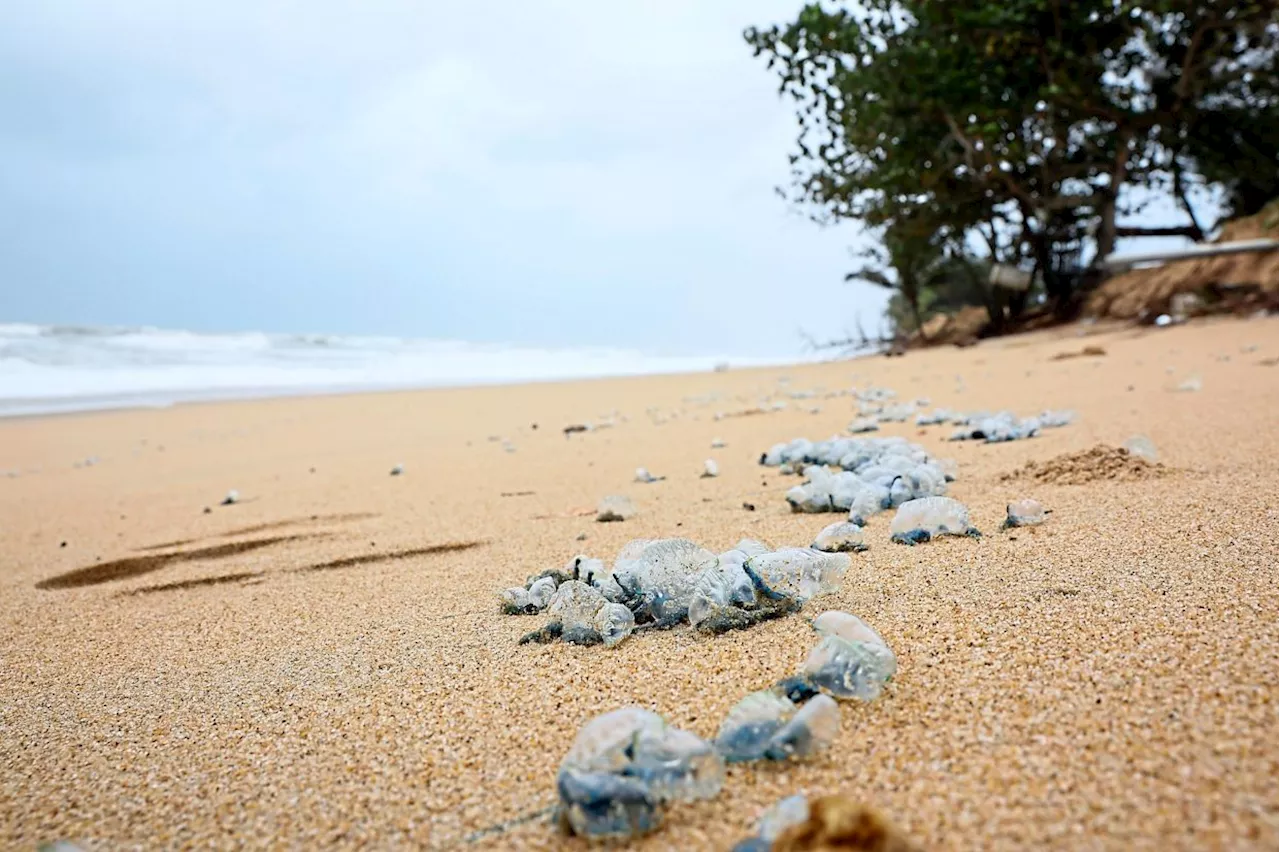 Poisonous jellyfish wash ashore in Kuala Rompin