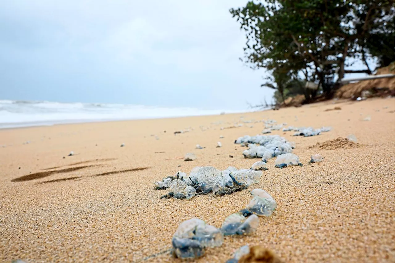 Portuguese Man O’ War Found on Terengganu Beach