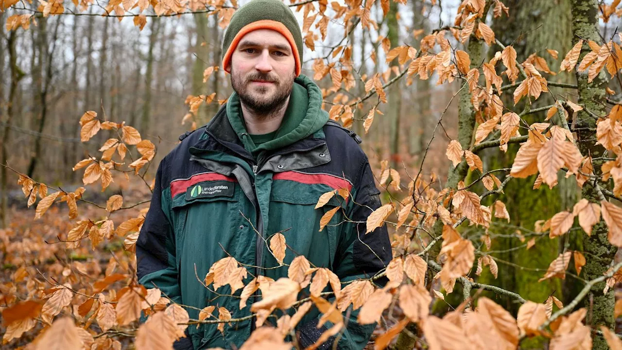 Klimawandel: Neue Baumarten für resilientere Wälder