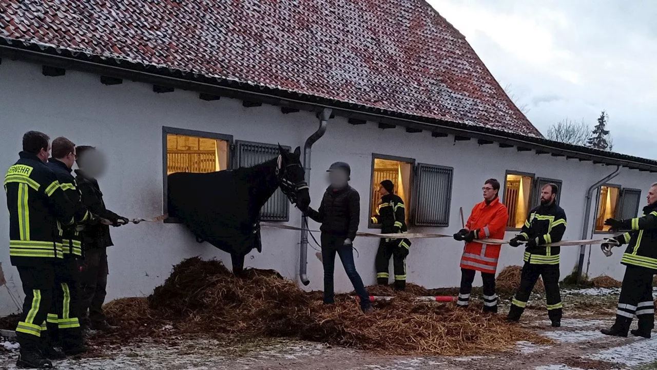 Pferd aus Fenster gerettet