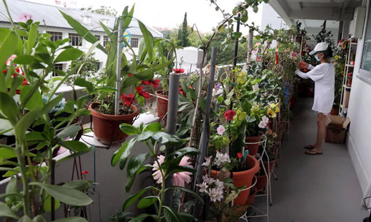 Man unhappy Jurong neighbour keeps adding plants to corridor, so he plucks and spits at them