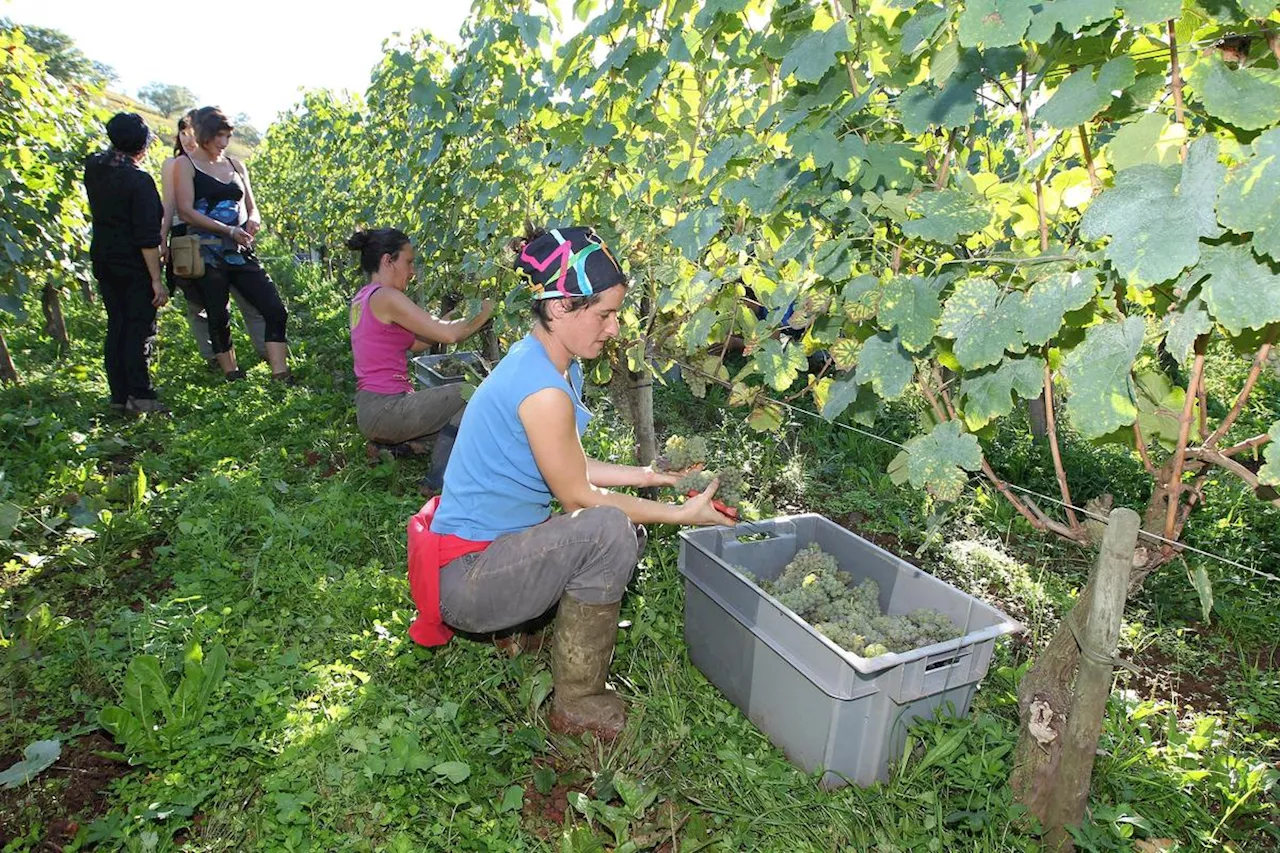 Les Travailleurs Agricoles des Pyrénées-Atlantiques Éluent Leurs Représentants