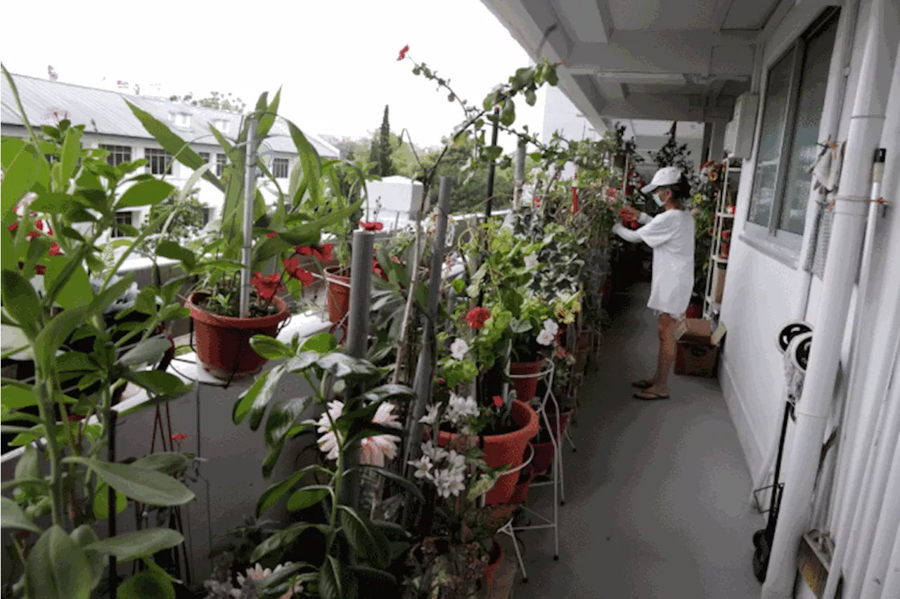 Jurong resident's green thumb becomes a thorny issue with neighbour