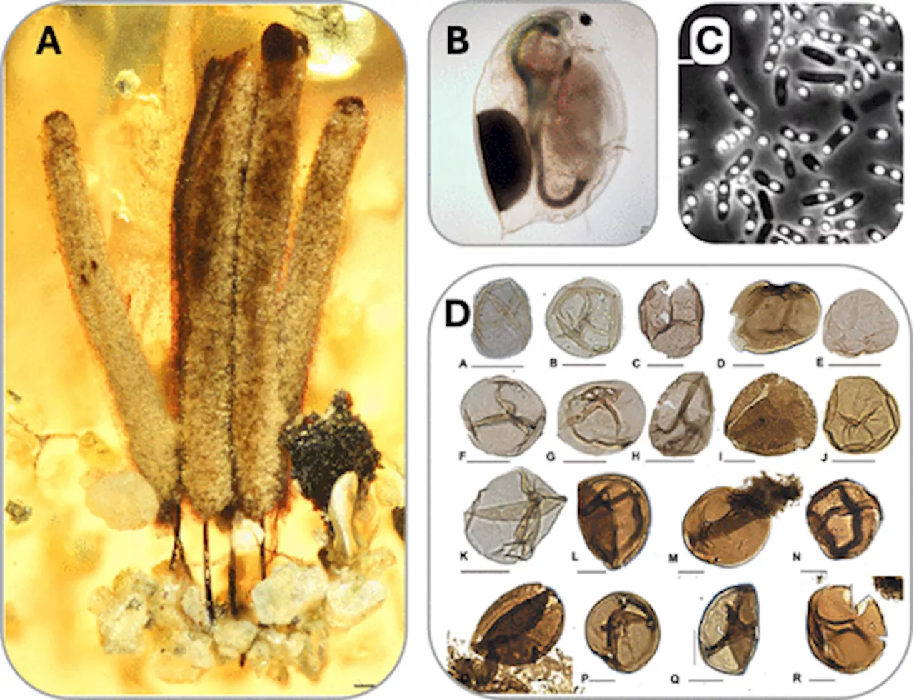 Dormancy Could Be One of the Keys to Life on Earth (and Beyond)