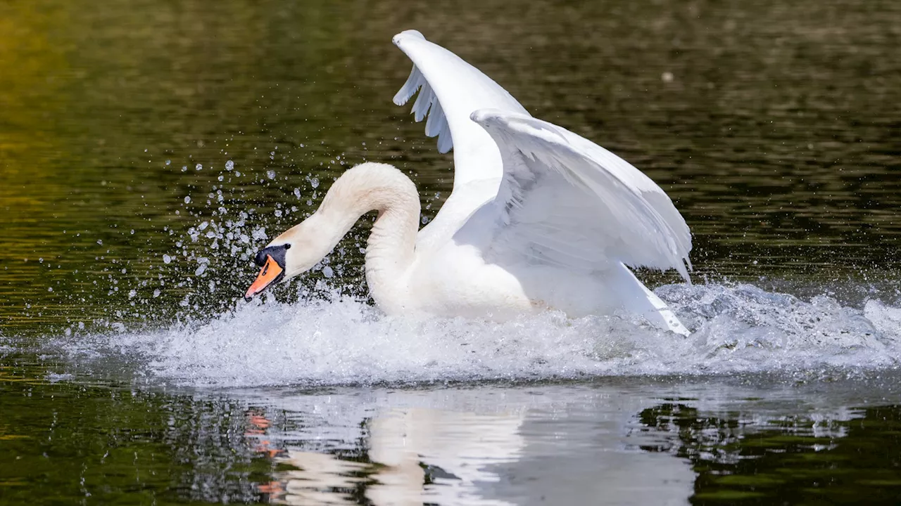 Vogelgrippe am Baldeneysee: Stadt Essen warnt vor Vogelkontakt