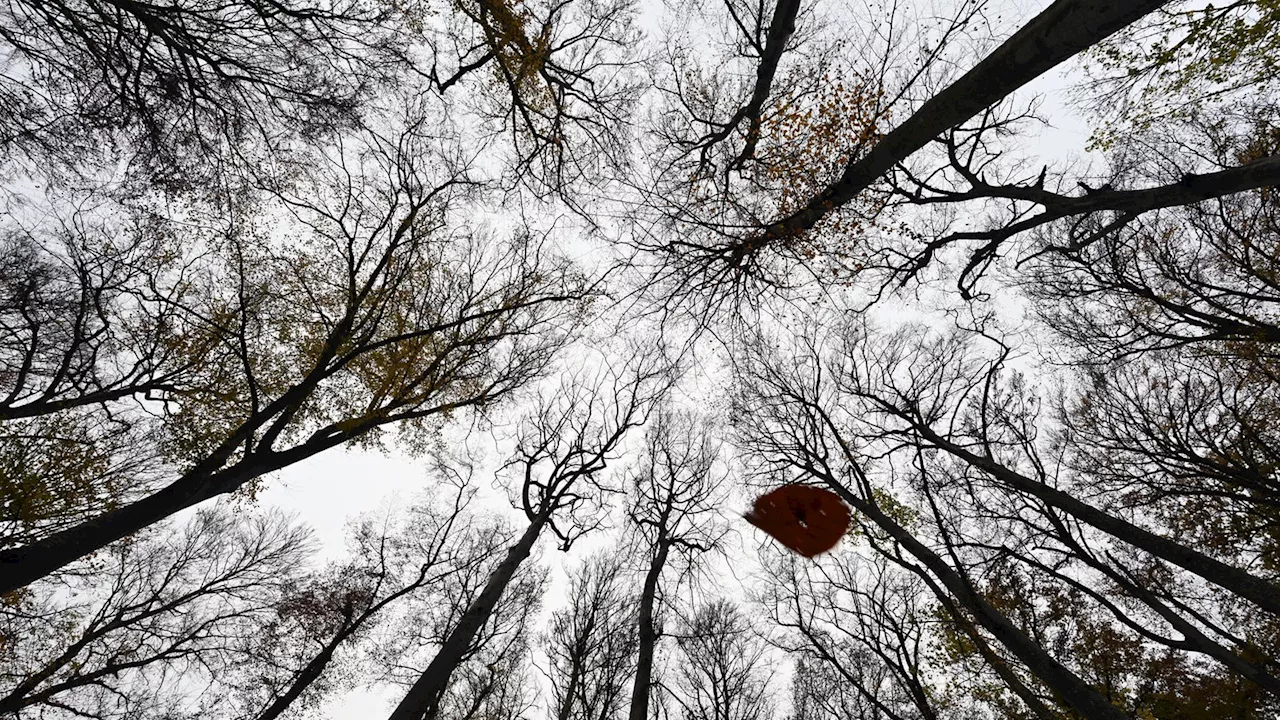 Winterwanderungen: Gefahren im Wald