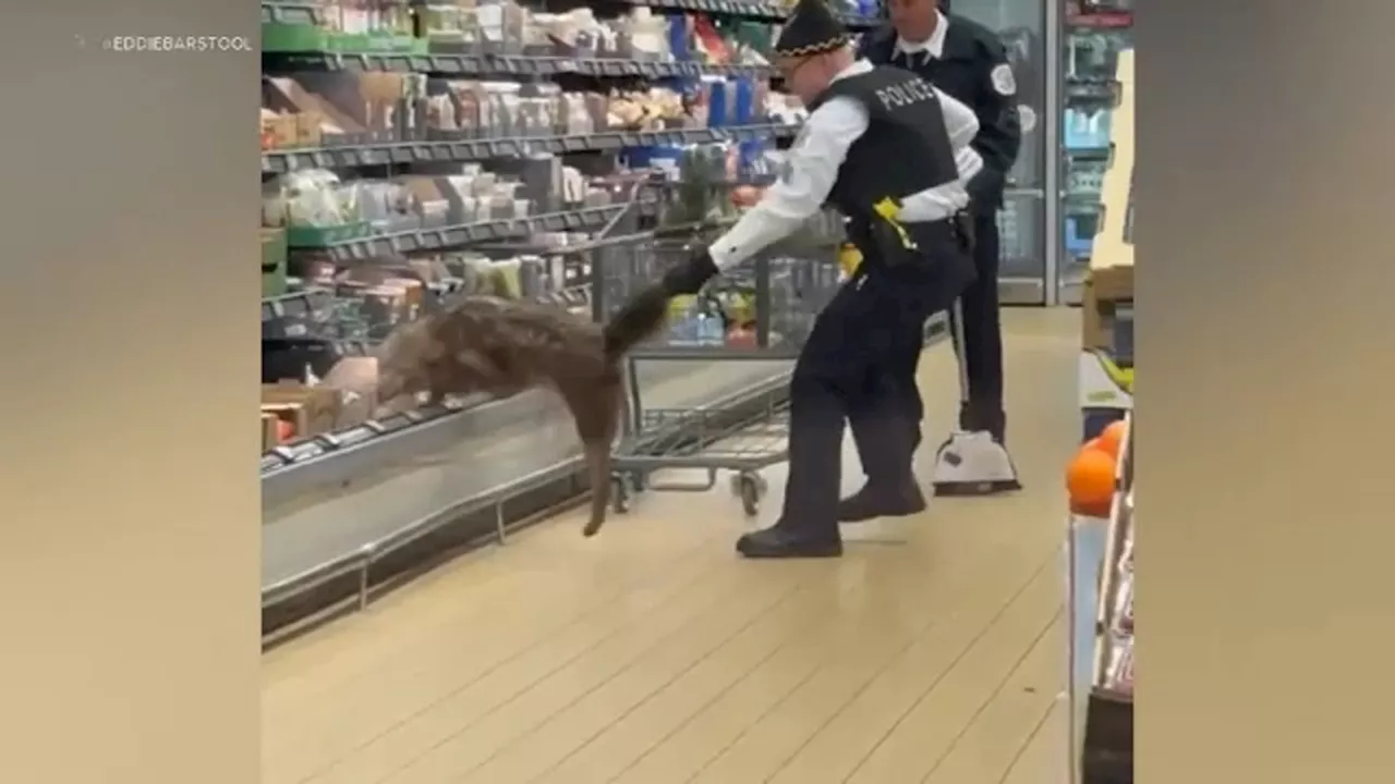 Coyote Found Hiding in Grocery Store Produce Section