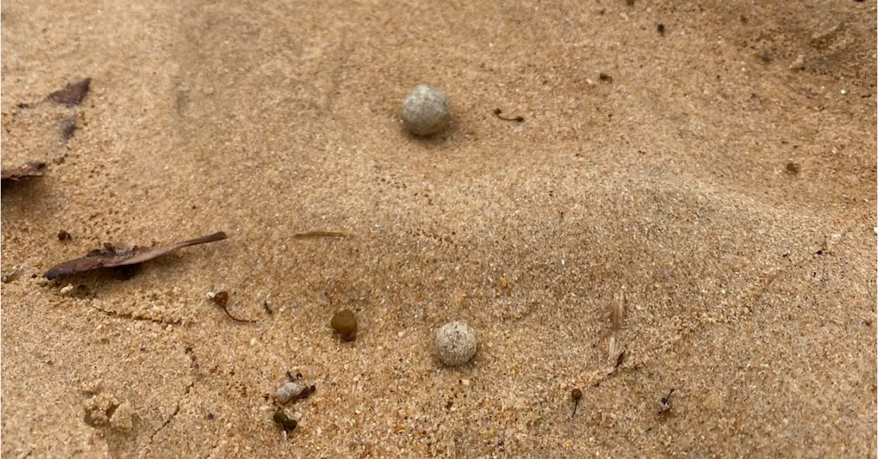 Sydney's Northern Beaches Closed After Mysterious Ball-Shaped Debris Wash Ashore