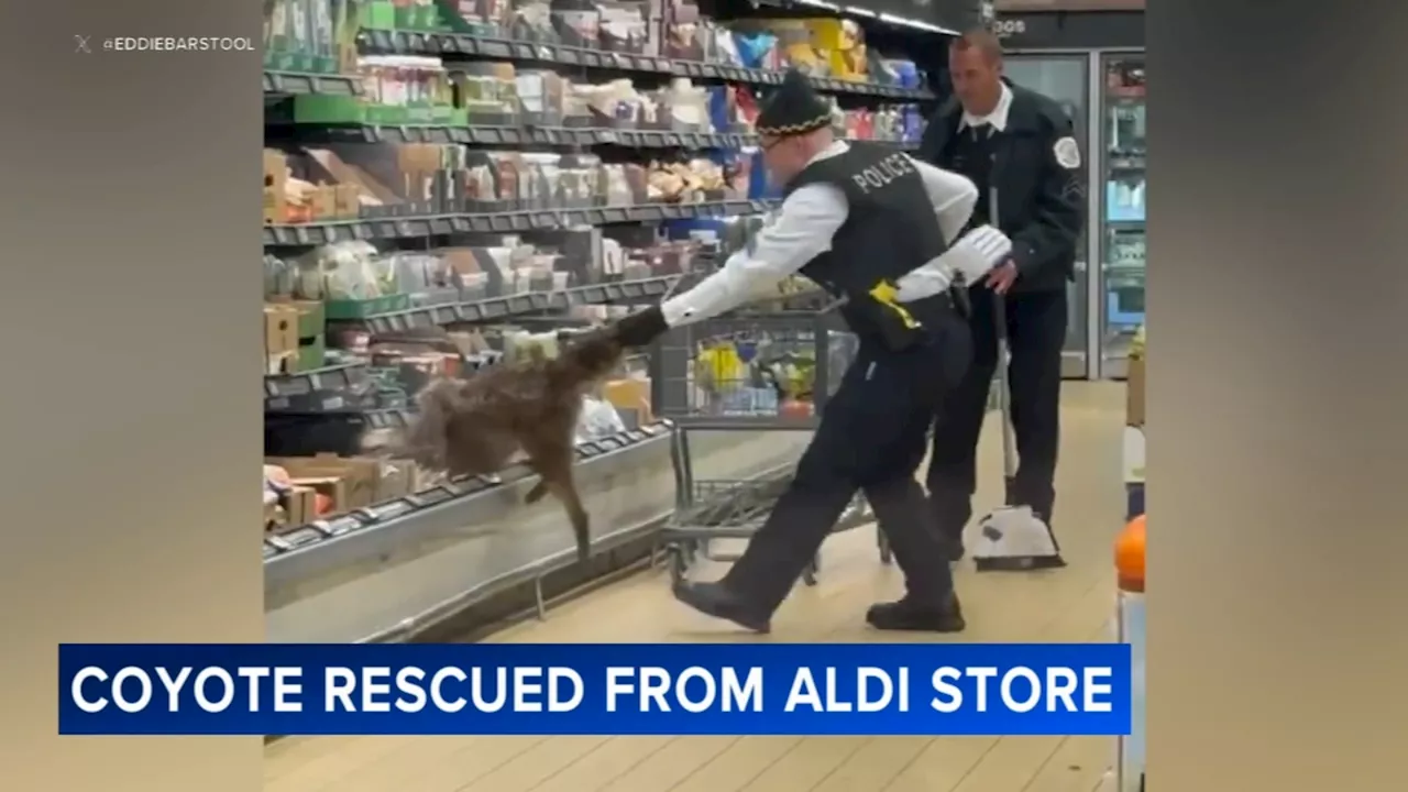 Coyote Caught on Camera Roaming Chicago Aldi Store