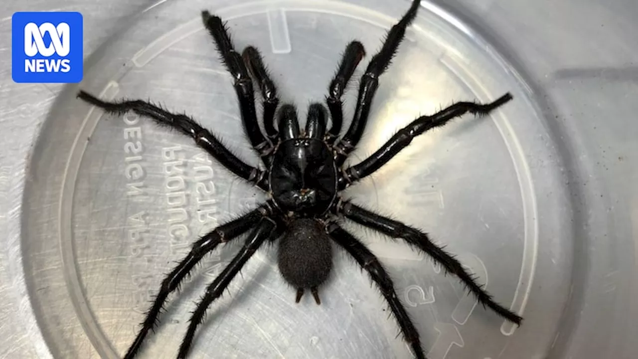 Sydney Funnel-Web Spiders Are Actually Three Species