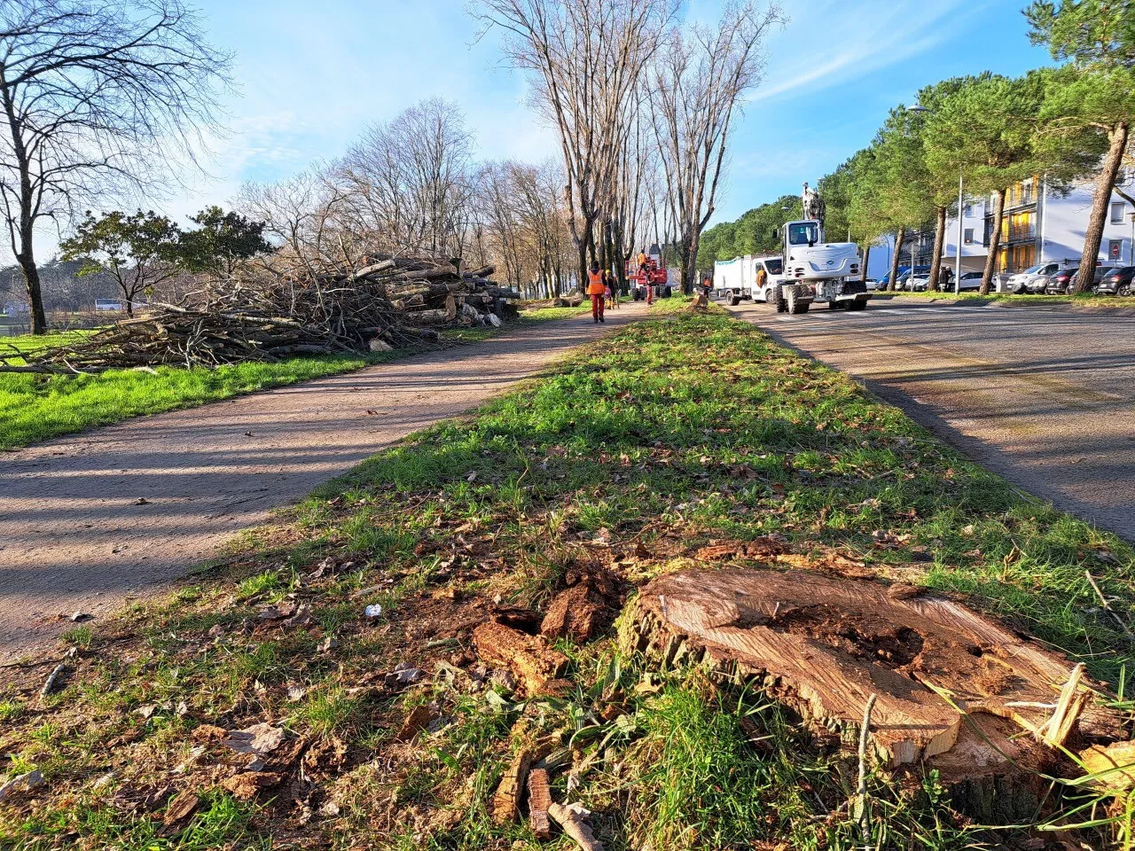 Clôture de l'avenue Susan-Lenglen à Saint-Nazaire pour des coupes d'arbres et renaturation du parc