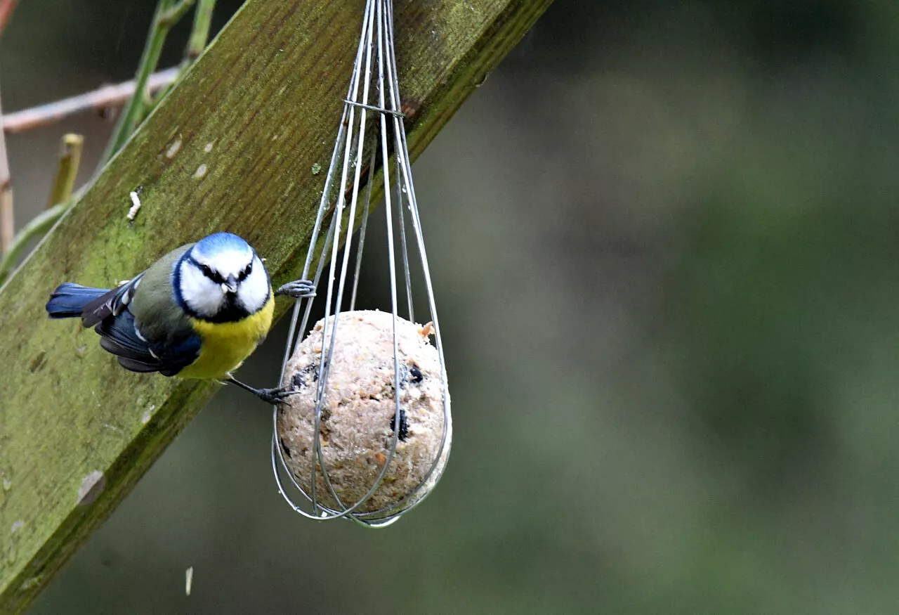 Comptage National des Oiseaux des Jardins : Partagez Votre Passion Ornithologique le 25 et 26 Janvier 2025