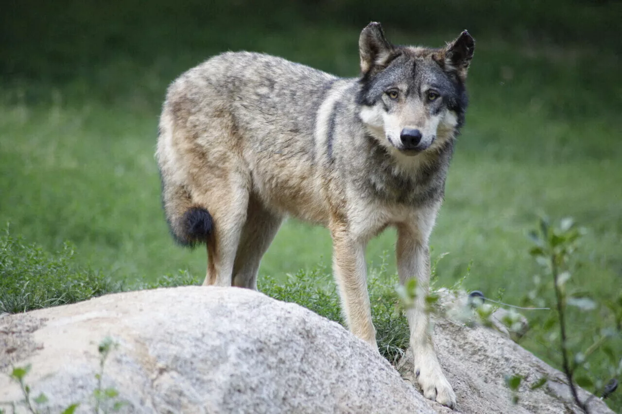 Un Loup Observé à Guidel (Morbihan) pour la Première Fois