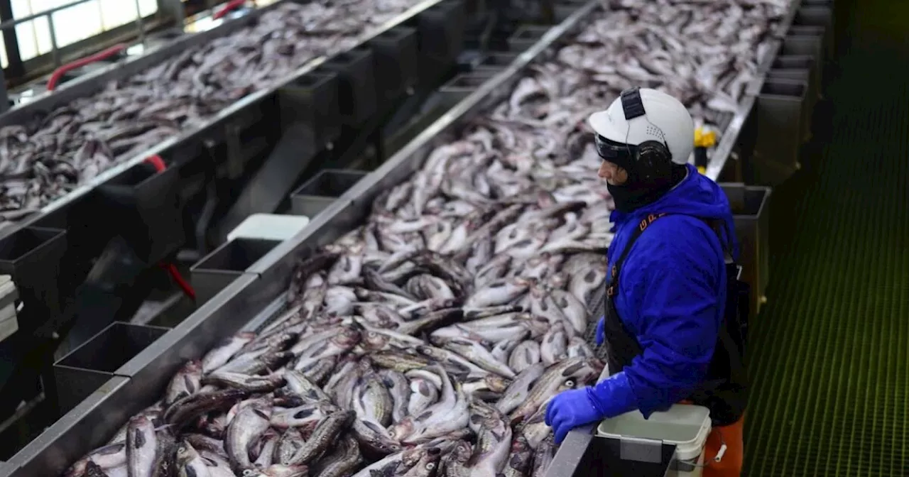 USDA to Buy $50 Million in Alaska Pollock for Food Banks