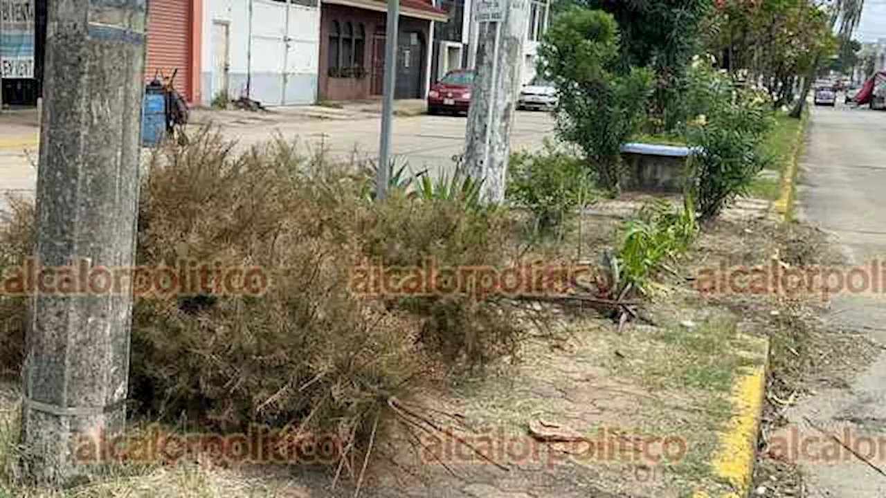 En Coatzacoalcos, ciudadanos siguen tirando arbolitos de Navidad en la calle