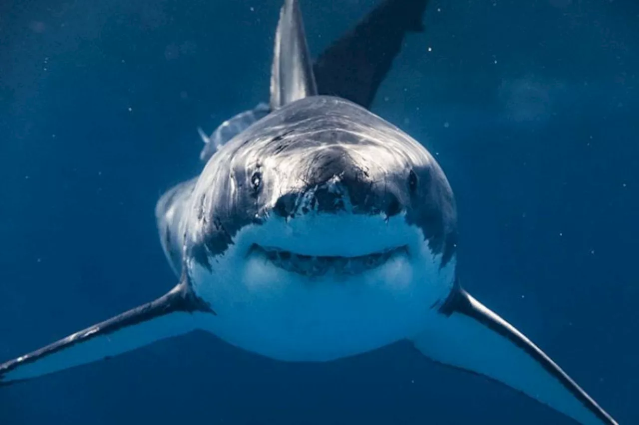 Juvenile White Shark Crystal Completes 4,500-Mile Journey