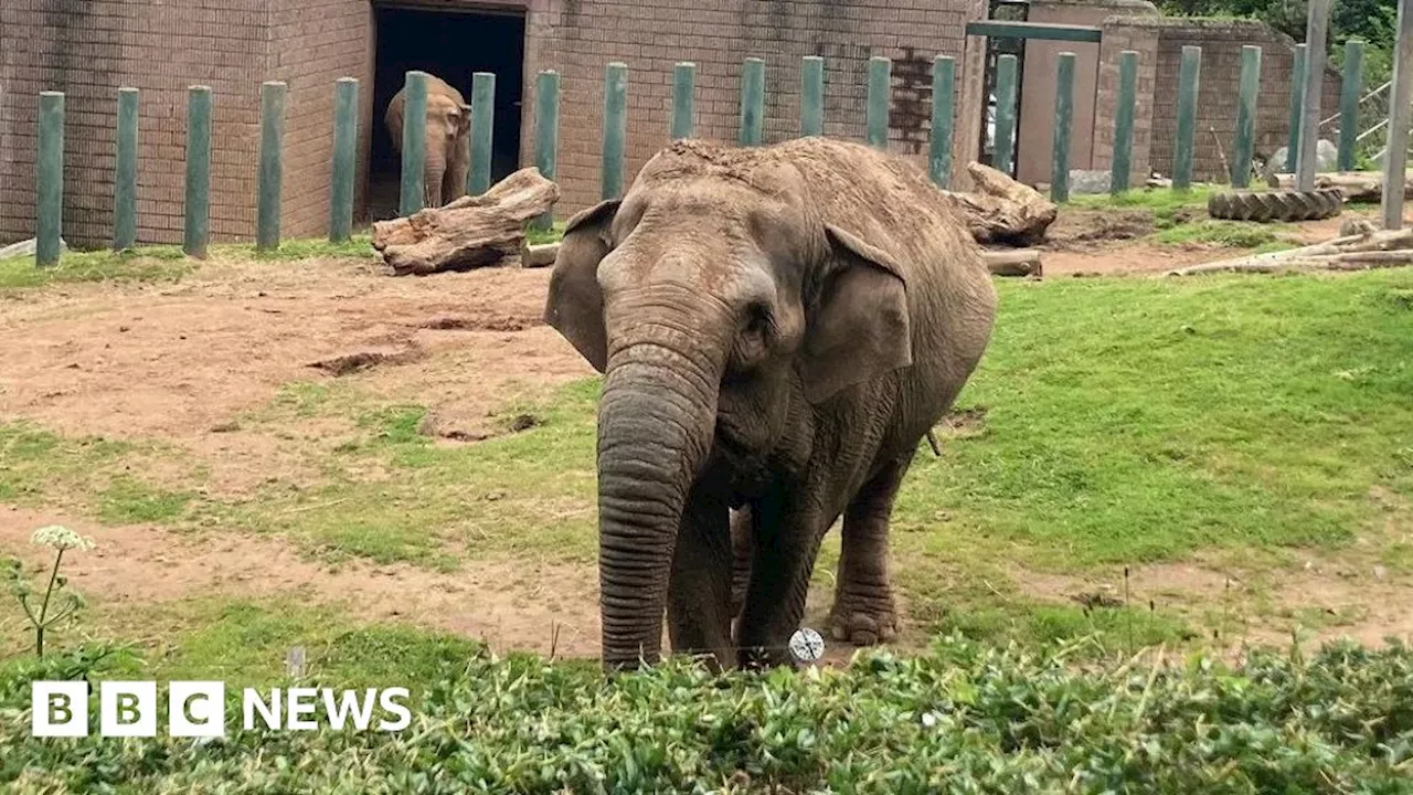 Beloved Elephant Dies After Move From Belfast Zoo