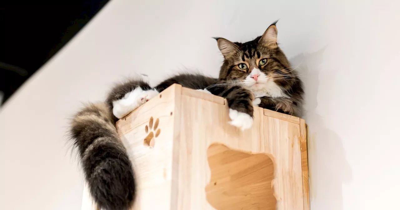 Toronto's Lazy Cat Cafe to Shut Down Due to Operational Challenges