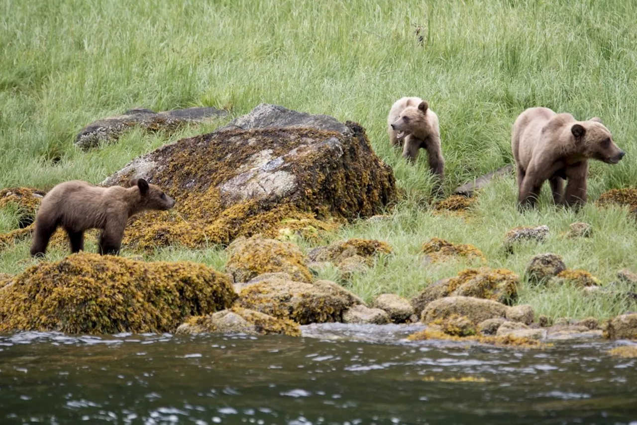 Ecotourism Bears Less Likely to Cause Conflict, Study Finds