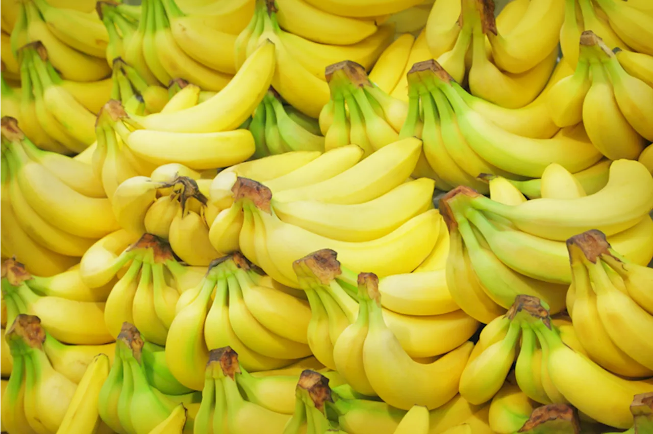 Colombia Takes Over as Third Largest Banana Exporter, Philippines Struggles with Disease