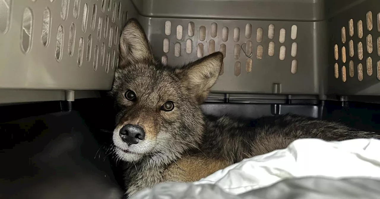 Coyote Found Hiding in Aldi Refrigerator in Chicago