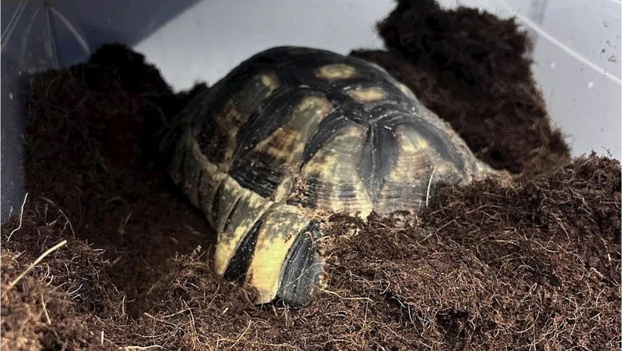 Tortoise Awakens From Winter Slumber After 15 Weeks in Refrigerator