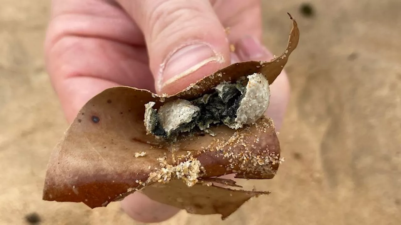 Mysterious Balls of Debris Force Closure of Nine Sydney Beaches