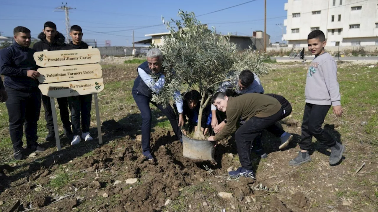 Palestinian Farmers Plant Olive Grove in Honor of Jimmy Carter