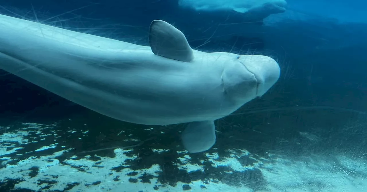 Beluga whales swim in a tank at Marineland in Niagara Falls, Ont.