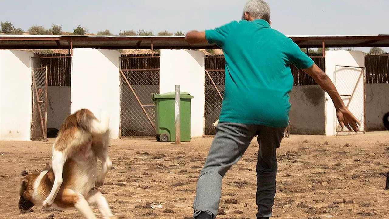 FIFA Condemned Over 'Horrific Barbarity' as Three Million Street Dogs Massacred in Morocco Ahead of 2030 World Cup