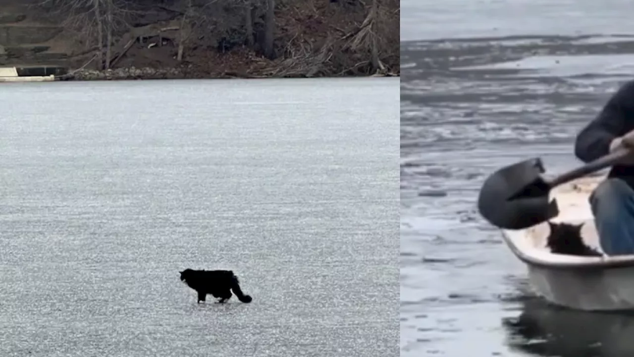 Gato de 20 años es rescatado de lago congelado en Massachusetts