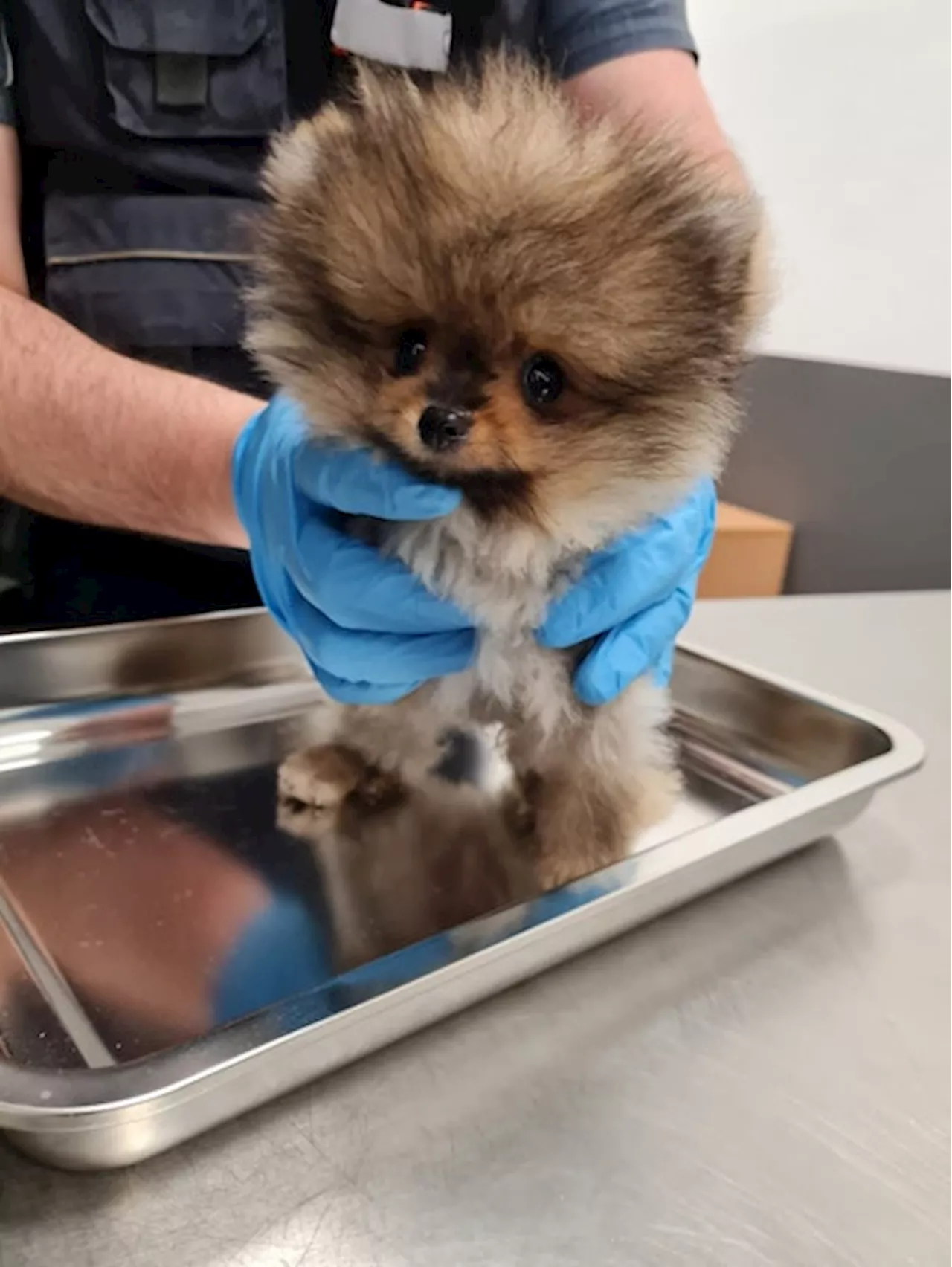 Flughafen Köln/Bonn: Zoll entdeckt lebenden Hund im Gepäck