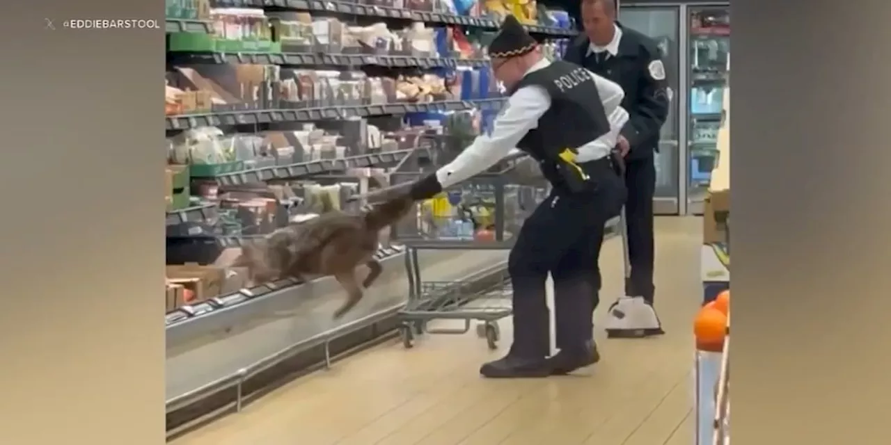 Coyote Caught Hiding in Aldi Refrigerator